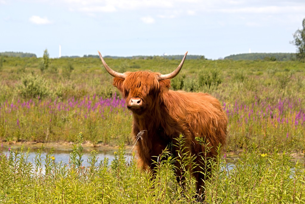 tiengemeten natuur natuurgebied natuurmonumenten hdr schotse hooglanders rien poortvliet museum eiland polder platteland